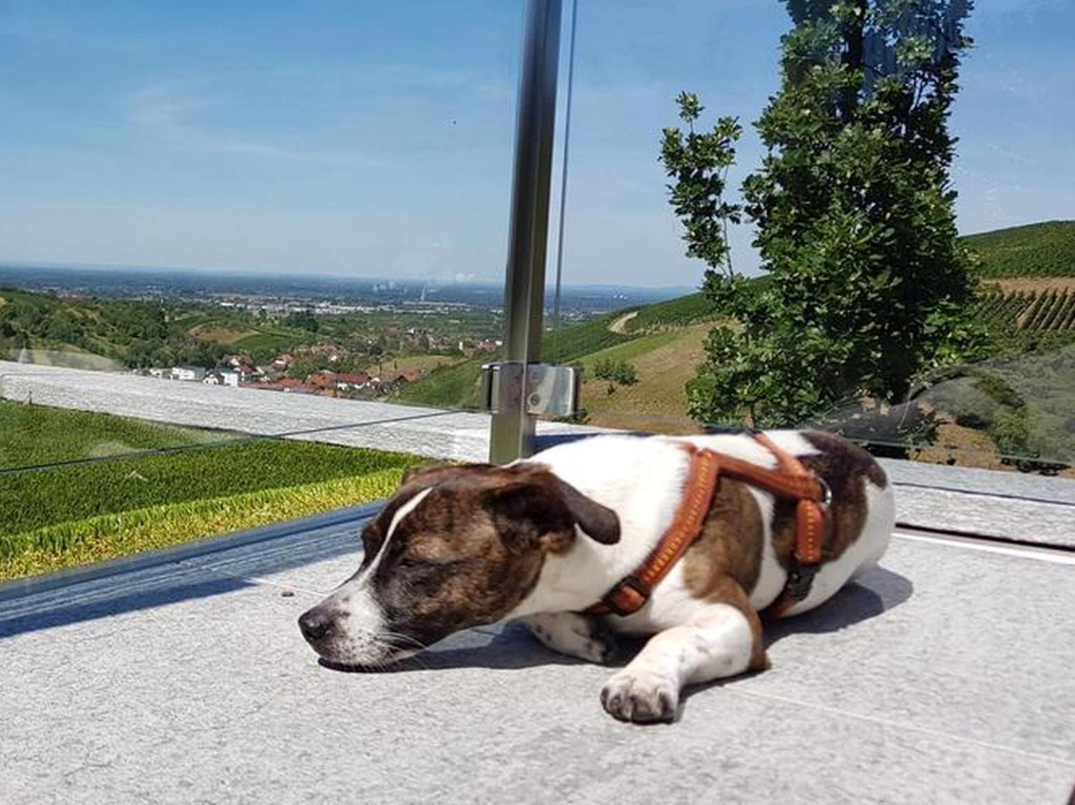 Ferienhaus Mit Panoramablick Bühlertal Kültér fotó